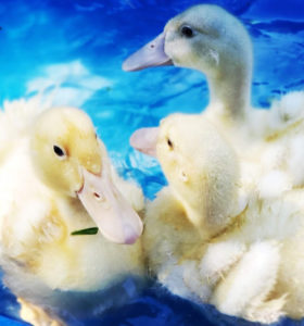 Ducklings