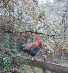 FallRooster