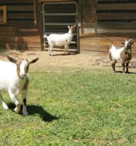 Goats1