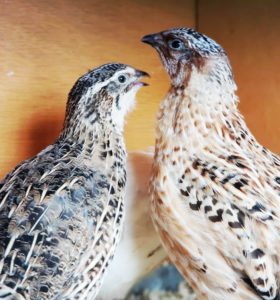 Quail